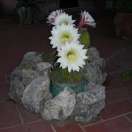 Agriturismo Da Paola * Marsiliana